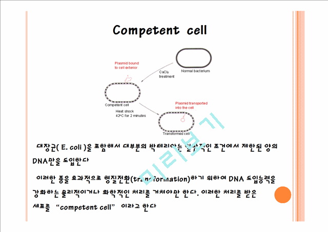 ligation & transformation   (10 )